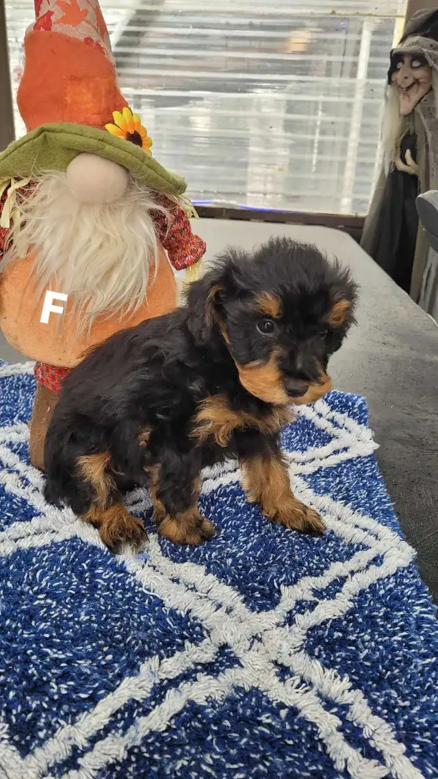 LAST ADORABLE GIRL TOY SCHNAUZER PUPPY