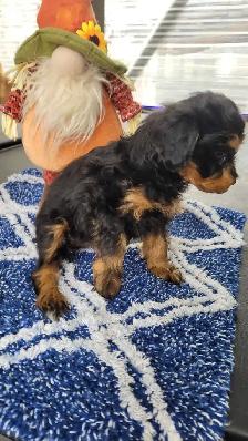 LAST ADORABLE GIRL TOY SCHNAUZER PUPPY - Photo 2