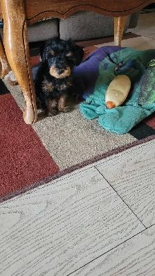 LAST ADORABLE GIRL TOY SCHNAUZER PUPPY - Photo 3
