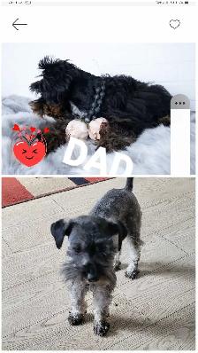 LAST ADORABLE GIRL TOY SCHNAUZER PUPPY - Photo 4