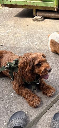 Lost My Dog