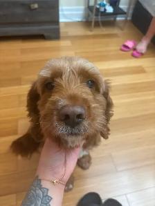 Lost My Dog - Photo 2