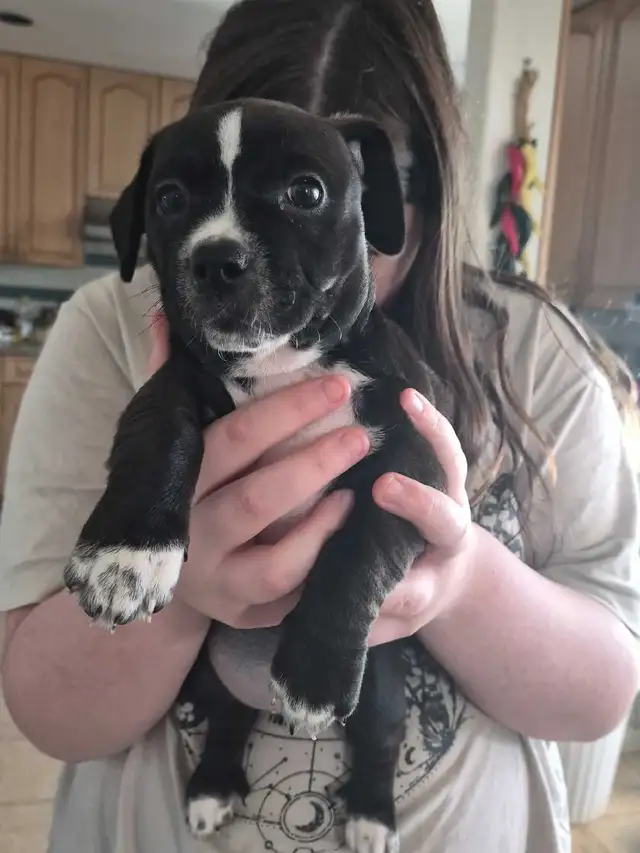 Adorable weiner x shitzu x bulldog Puppies Available Oct 15th!