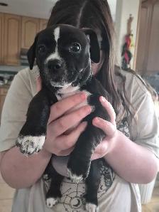 Adorable weiner x shitzu x bulldog Puppies Available Oct 15th!