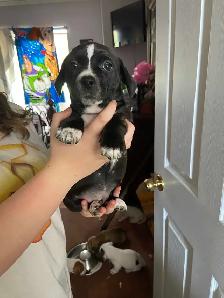 Adorable weiner x shitzu x bulldog Puppies Available Oct 15th! - Photo 2