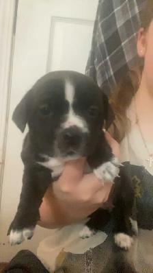 Adorable weiner x shitzu x bulldog Puppies Available Oct 15th! - Photo 3