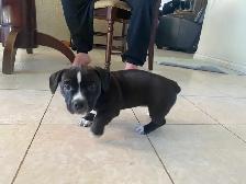 Adorable weiner x shitzu x bulldog Puppies Available Oct 15th! - Photo 4