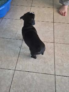 Adorable weiner x shitzu x bulldog Puppies Available Oct 15th! - Photo 5