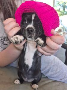 Adorable weiner x shitzu x bulldog Puppies Available Oct 15th! - Photo 7