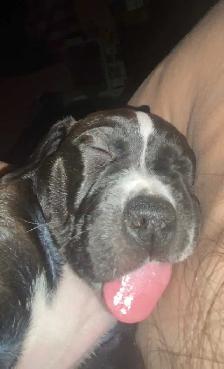 Adorable weiner x shitzu x bulldog Puppies Available Oct 15th! - Photo 8