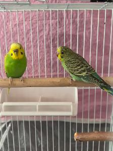 Lovely Budgies Needs New Home- 25 each.