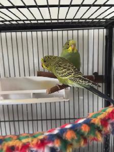 Lovely Budgies Needs New Home- 25 each. - Photo 2
