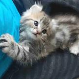 Chatons highland lynx