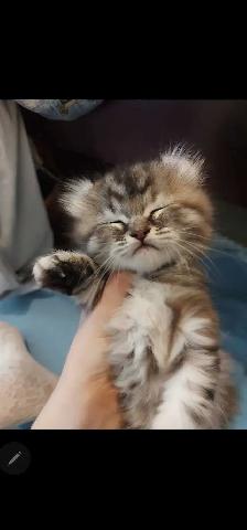 Chatons highland lynx - Photo 2
