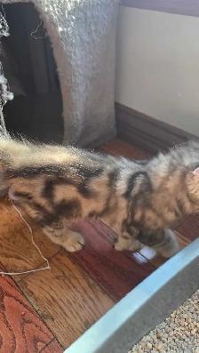 Chatons highland lynx - Photo 3