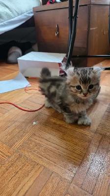 Chatons highland lynx - Photo 4