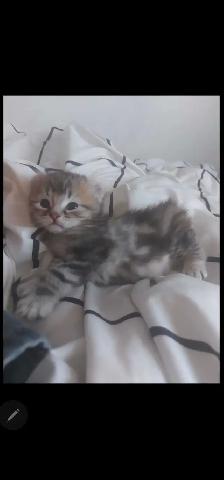 Chatons highland lynx - Photo 5