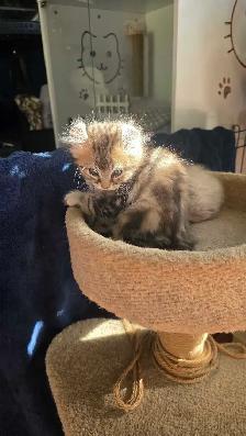 Chatons highland lynx - Photo 6