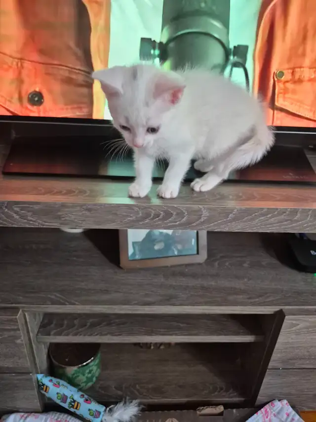 Portée de Chatons