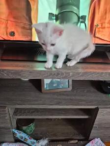 Portée de Chatons