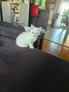 Portée de Chatons - Photo 2