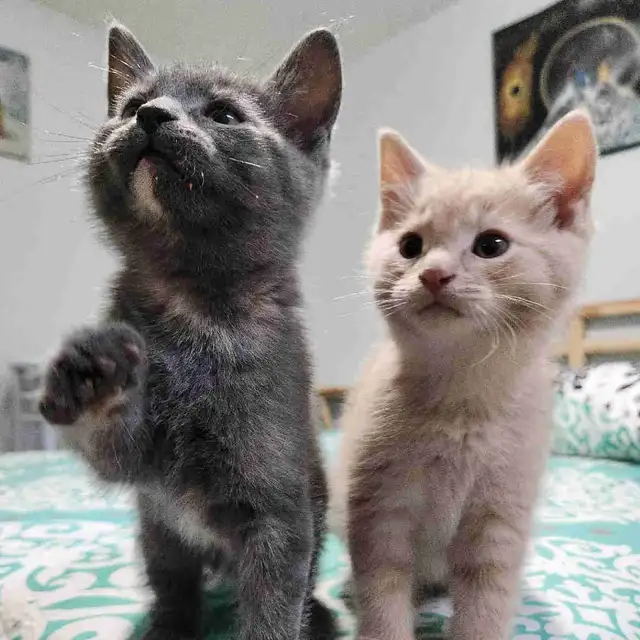 Kittens Ready for Homes
