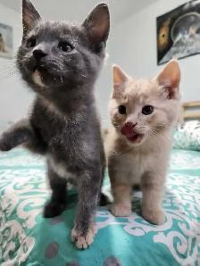 Kittens Ready for Homes - Photo 2