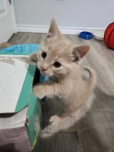 Kittens Ready for Homes - Photo 3