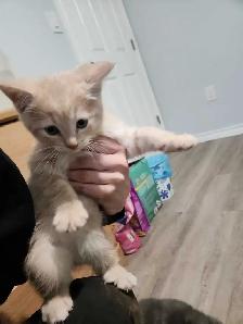 Kittens Ready for Homes - Photo 4