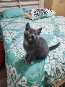 Kittens Ready for Homes - Photo 5