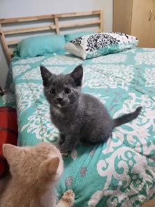 Kittens Ready for Homes - Photo 6