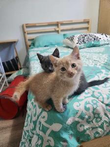 Kittens Ready for Homes - Photo 7