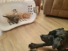 Kittens Ready for Homes - Photo 8