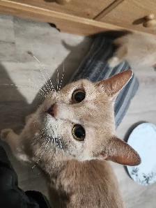 Kittens Ready for Homes - Photo 10