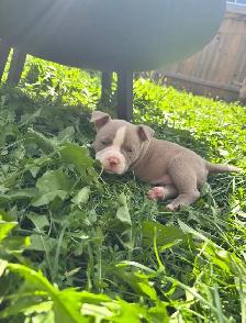 ✨ Pocket Bully! ✨ - Photo 2