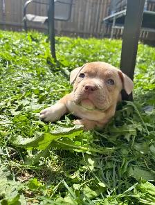 ✨ Pocket Bully! ✨ - Photo 3