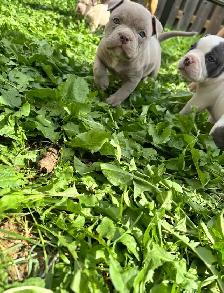✨ Pocket Bully! ✨ - Photo 4