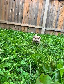 ✨ Pocket Bully! ✨ - Photo 7