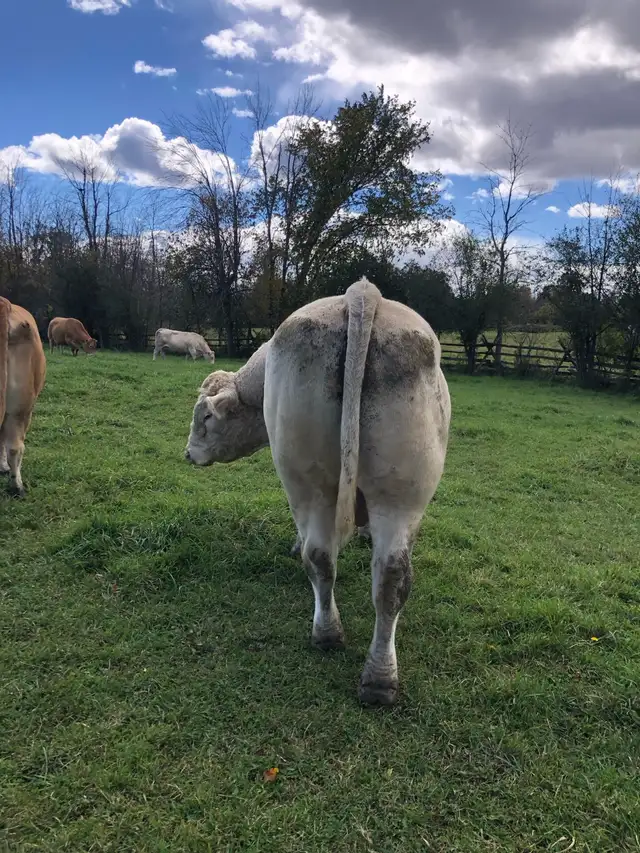 registered Charolais Bull