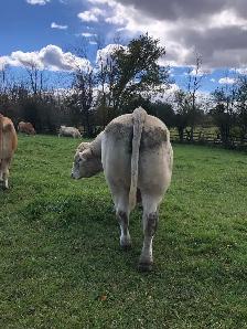 registered Charolais Bull