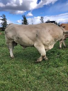 registered Charolais Bull - Photo 2