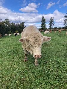 registered Charolais Bull - Photo 3