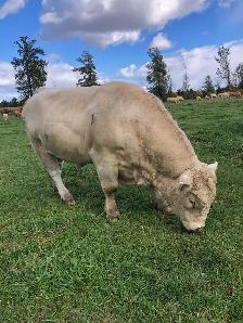 registered Charolais Bull - Photo 4