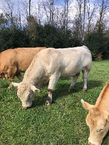 registered Charolais Bull - Photo 5