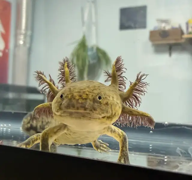 Cute Axolotls
