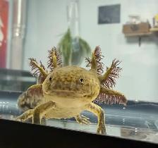 Cute Axolotls