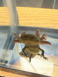 Cute Axolotls - Photo 2