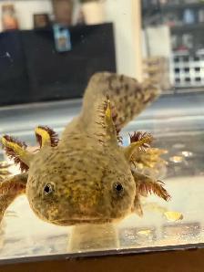 Cute Axolotls - Photo 3