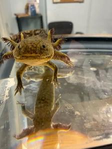 Cute Axolotls - Photo 4