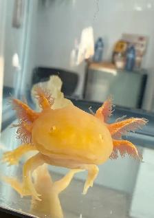 Cute Axolotls - Photo 5